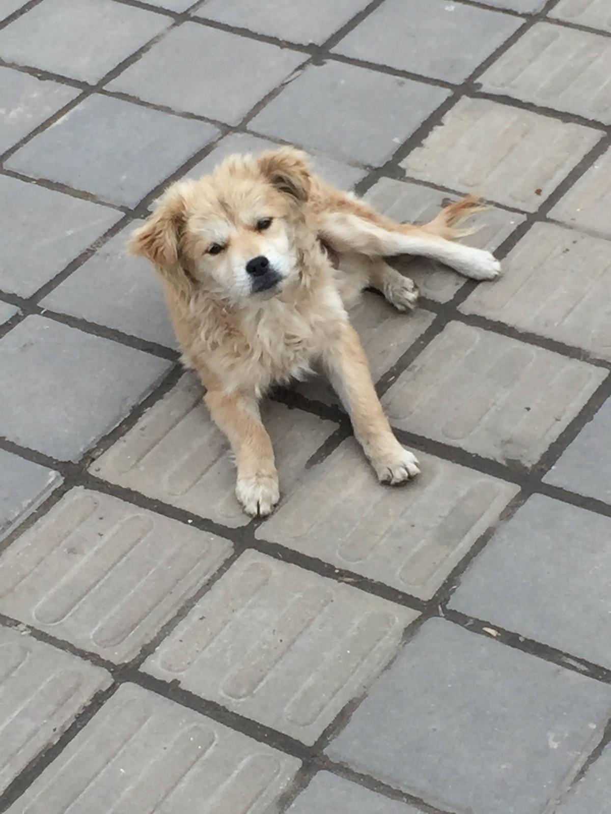 浦东南汇大团镇车站的一条流浪小狗