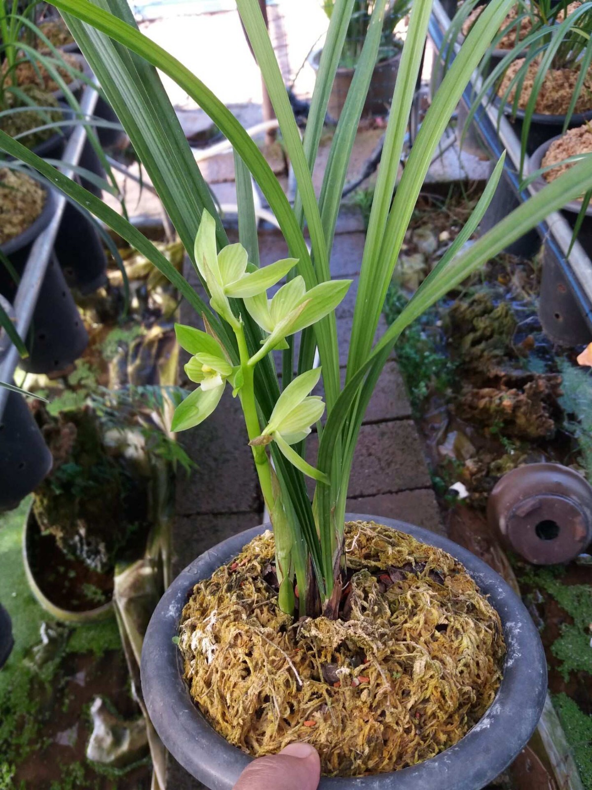 春剑雨露在云南的开品