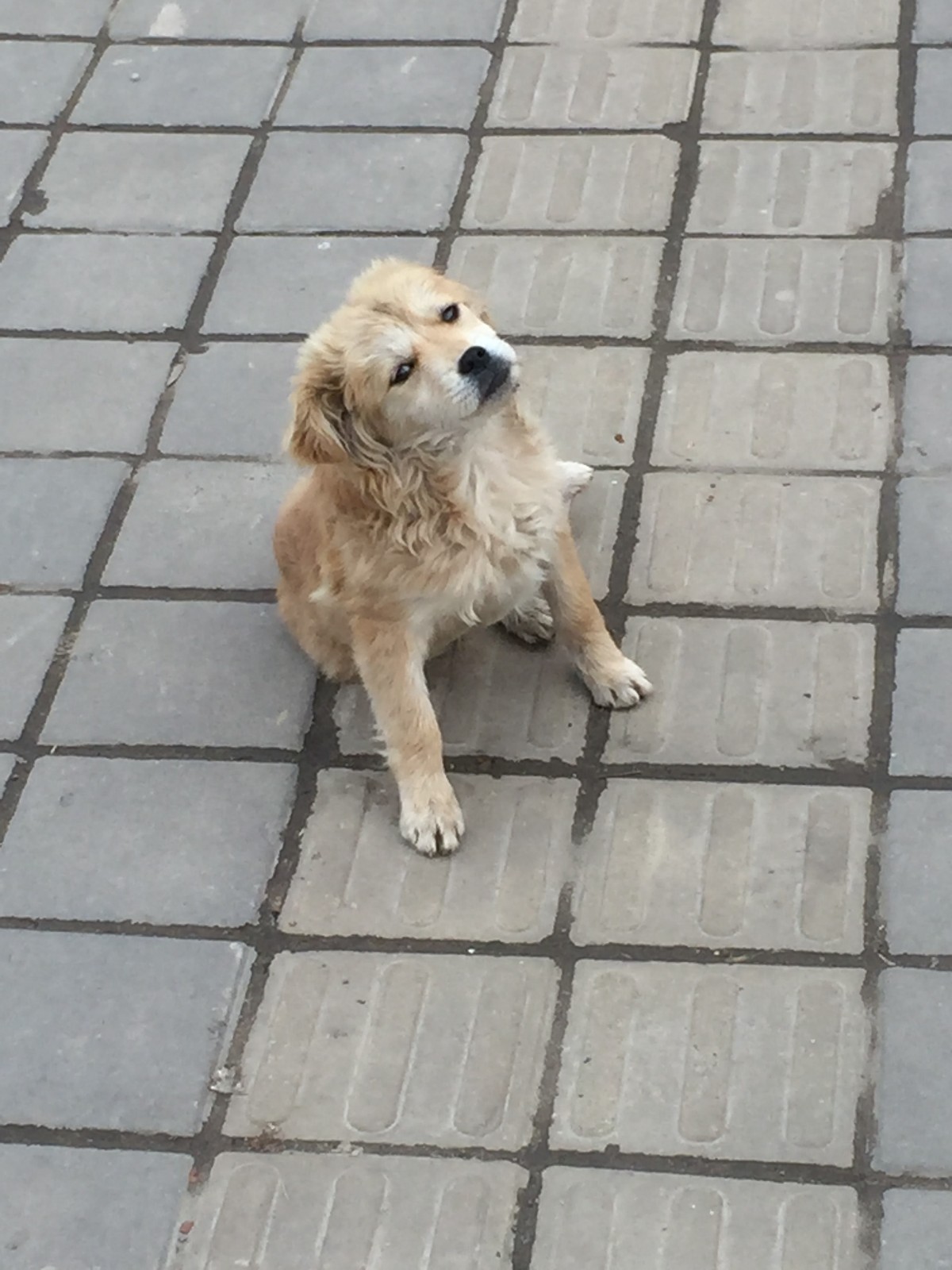 浦东南汇大团镇车站的一条流浪小狗