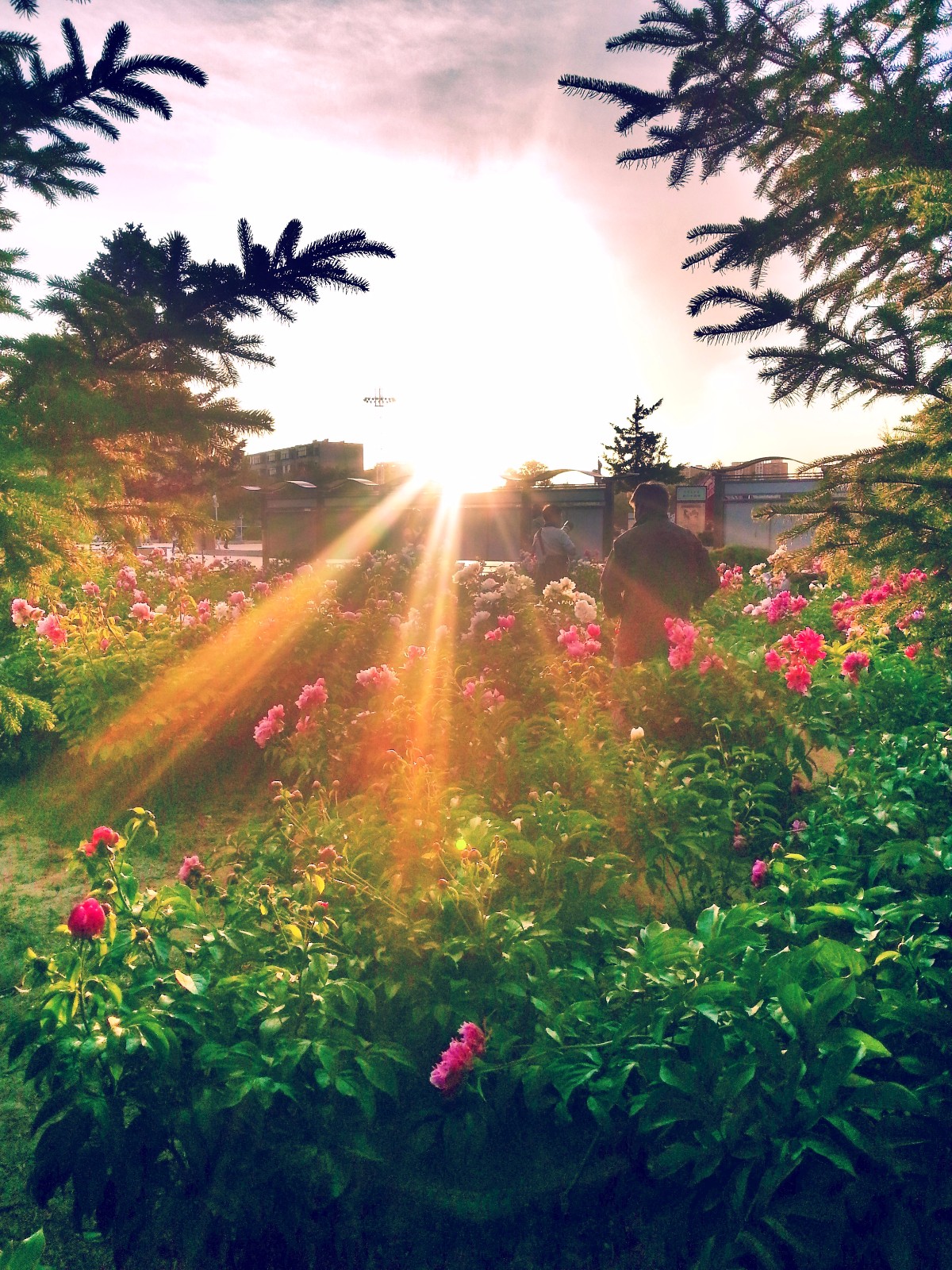 阳光总在风雨后,拍了这么多阳光