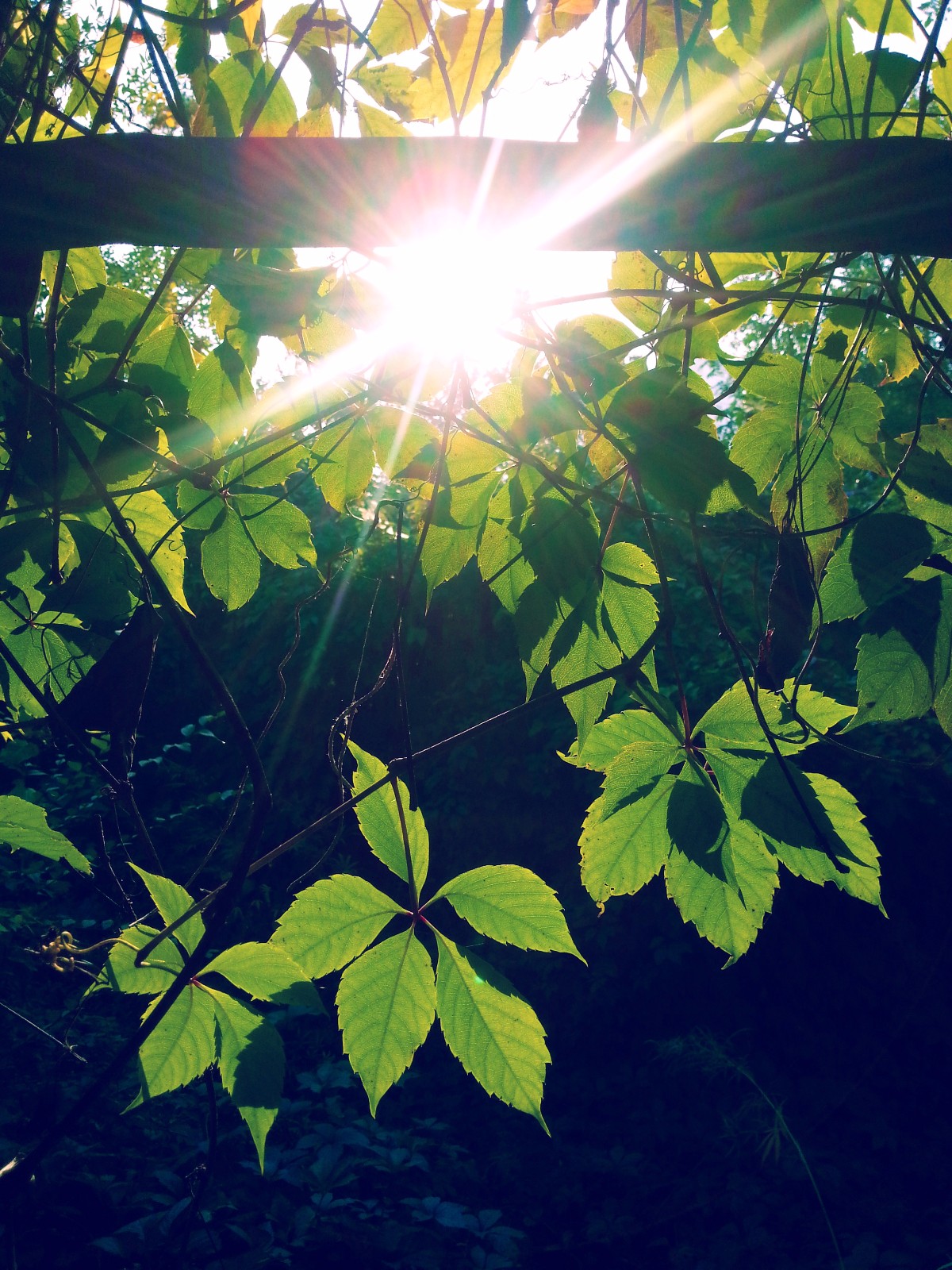 阳光总在风雨后,拍了这么多阳光