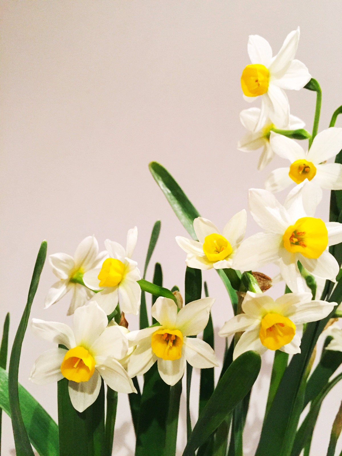 水仙花芳心尘外洁道韵雪中香