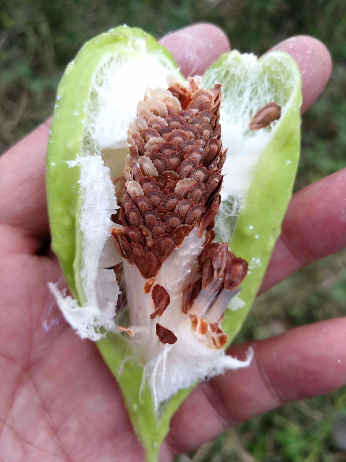 农村田间地头有一种会飞的小野果,小时候经常吃,你吃过吗|野果|瓜瓢