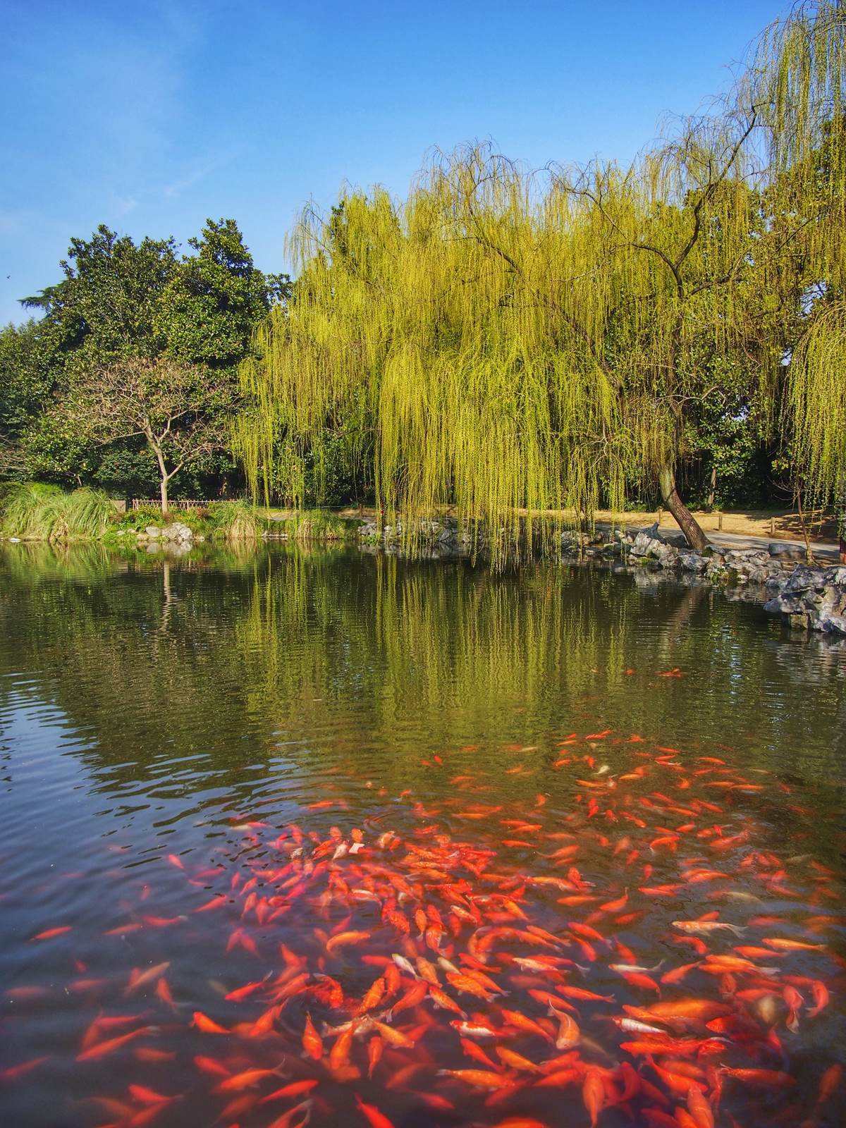 西湖十景之花港观鱼——一个不只有鱼的景区!