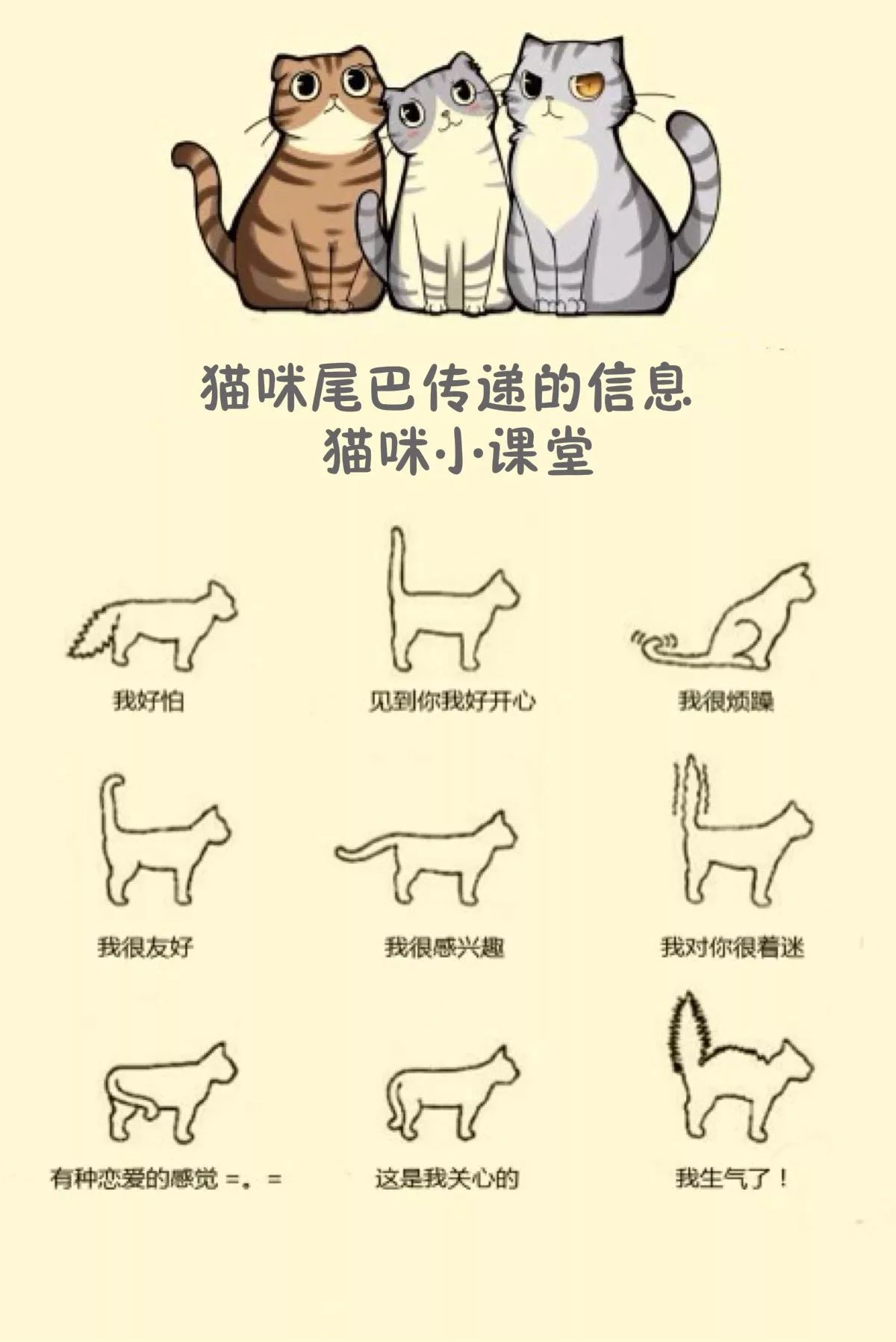 猫咪15种行为解读|给我一篇文章的时间,让你学会喵语!