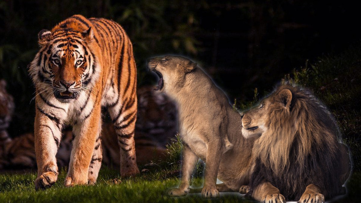 狮子会像其他动物一样闻到老虎的气味就跑吗?