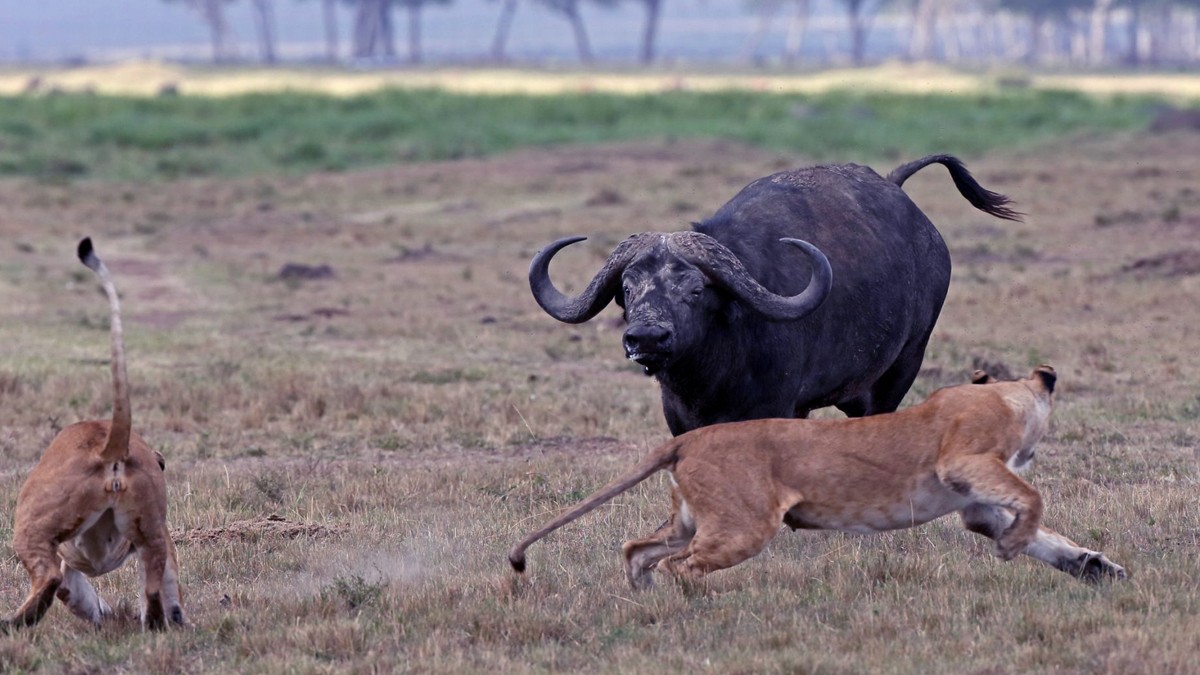 野牛|狮子|狮群_新浪新闻