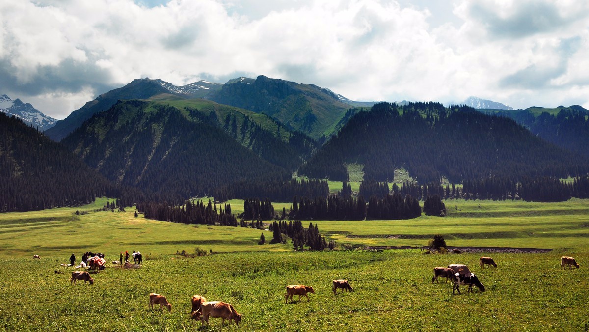 牛羊本身也是一道风景.