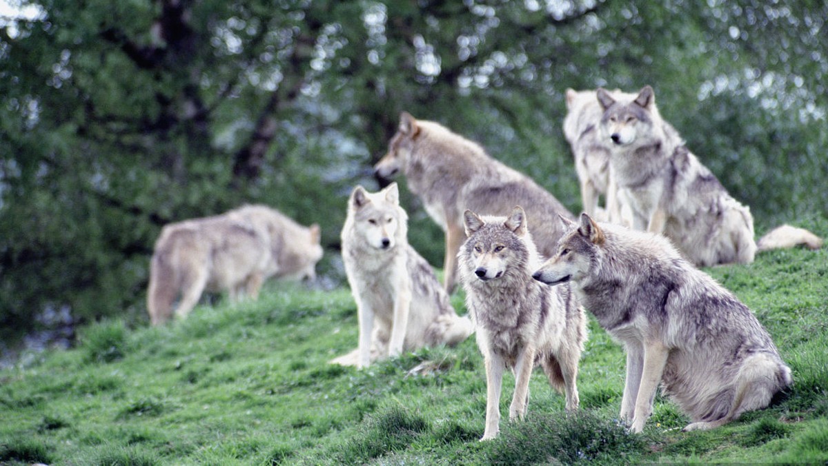 情况可能会相反|东北虎|狼|狼群_新浪新闻