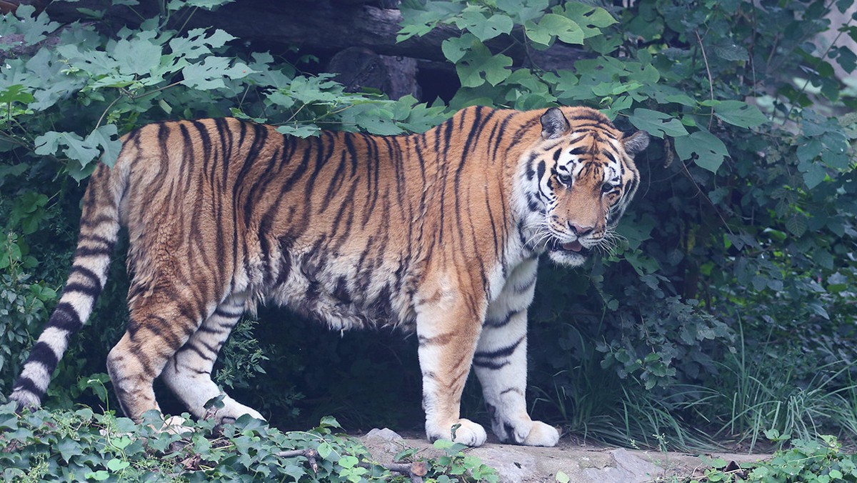 在山林中遇到老虎如果马上蹲下能不能像狗一样把它吓走