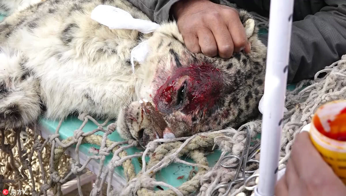 印度雪豹受伤被困3500米山腰 获僧人贴心守护救援