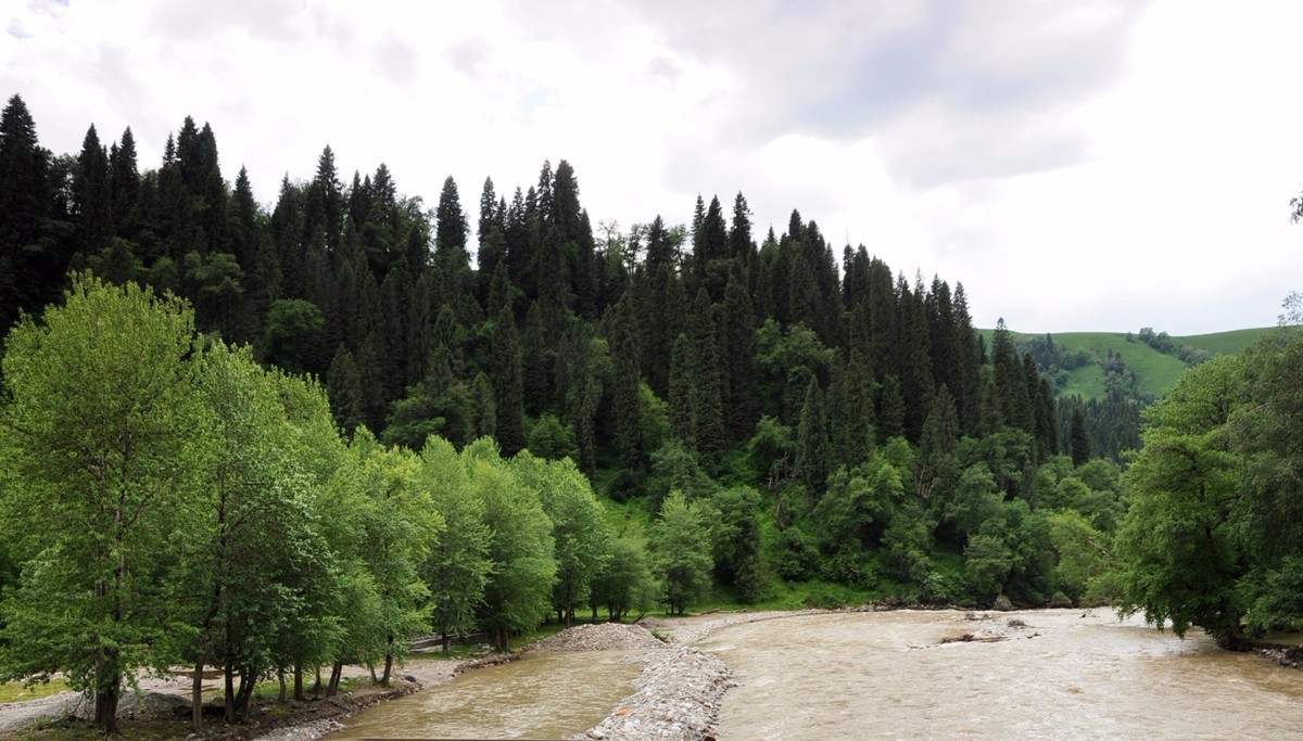 库尔德宁天山深处的森林氧吧