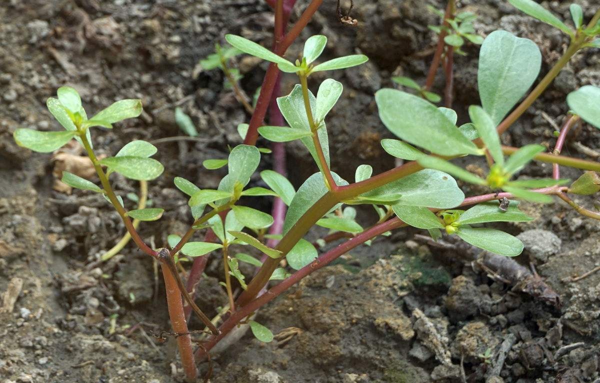 农村这4种野菜,农民当做"养胃菜",最后一种一斤18元成稀罕货