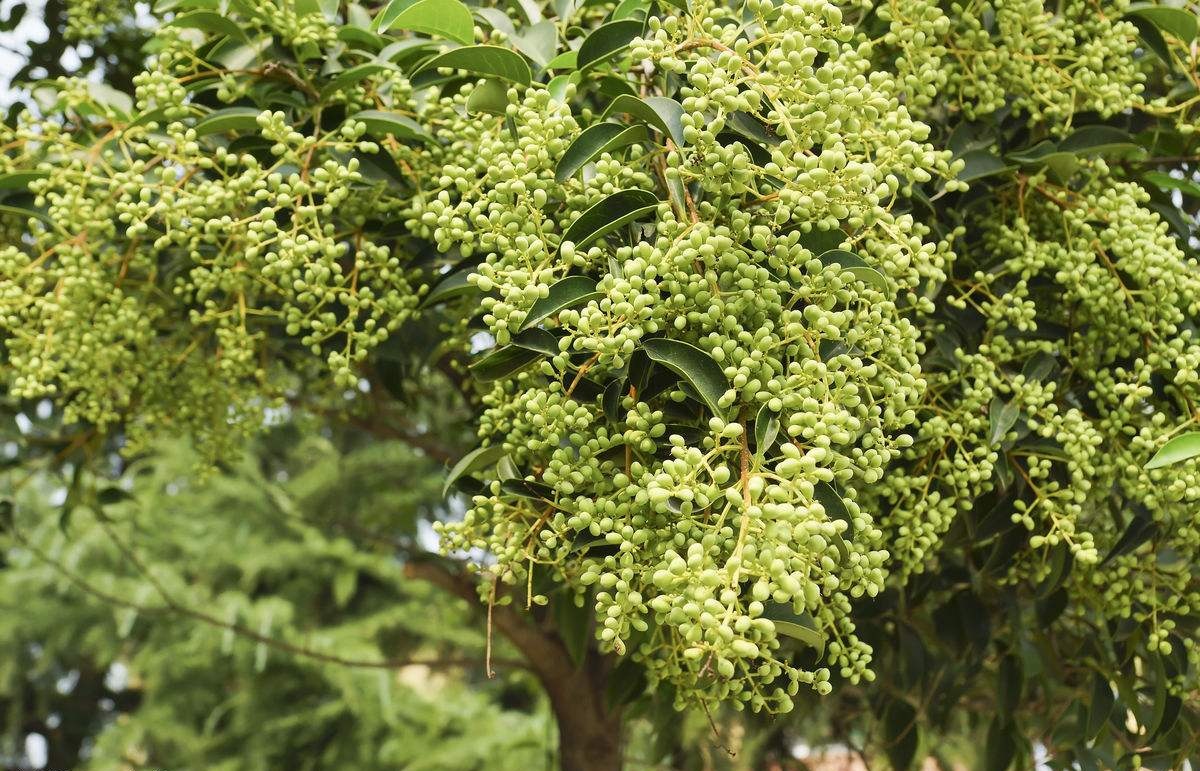 农村树上长的一种"葡萄",能补肾养肝,名字却很奇葩!|奇葩|女贞子|耳鸣