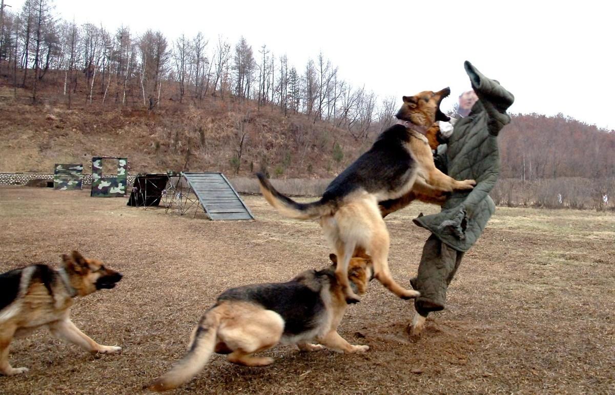 退役军犬会被执行安乐死实际上军犬退役后会被送到养老院养老