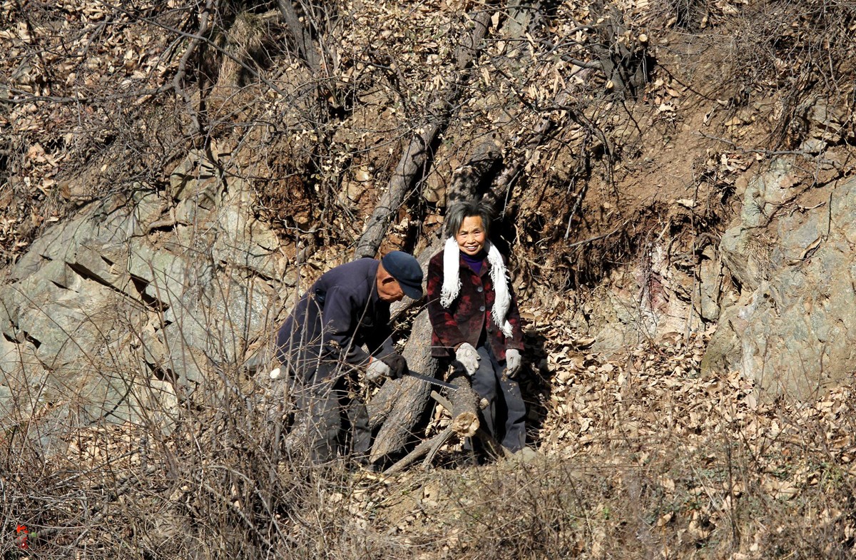 三个儿子要回家过年八旬父母接信儿后连续三天进山砍柴