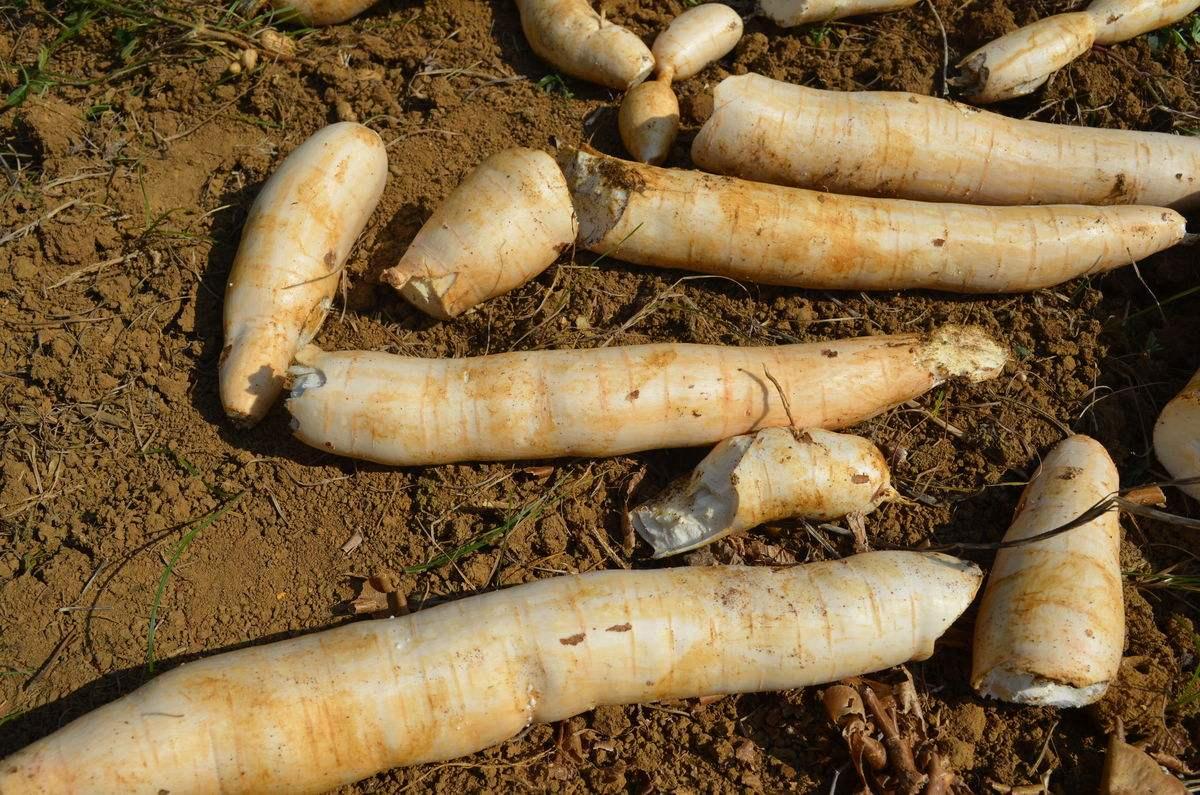 的妈妈这天早上给宝宝做早饭,在熬大米粥的时候就往里面加了一些木薯