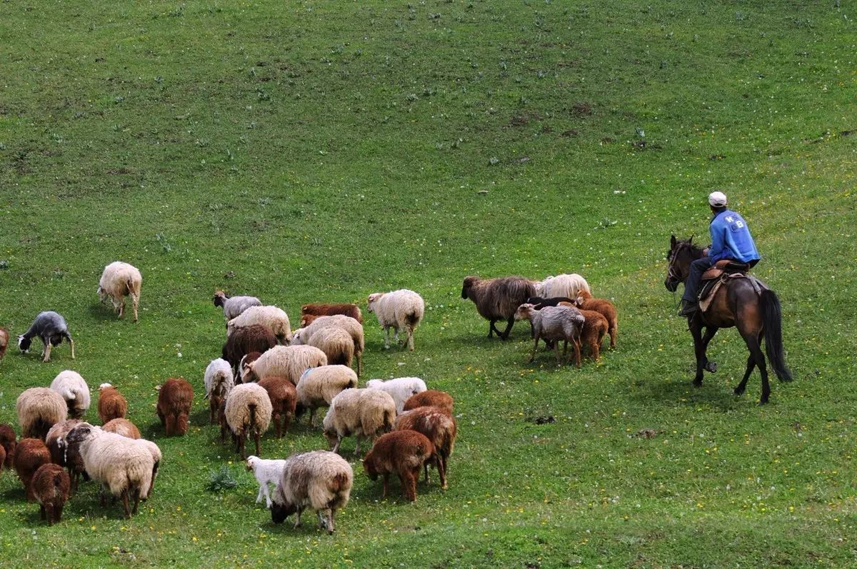 青海大部分是牧民吗为什么