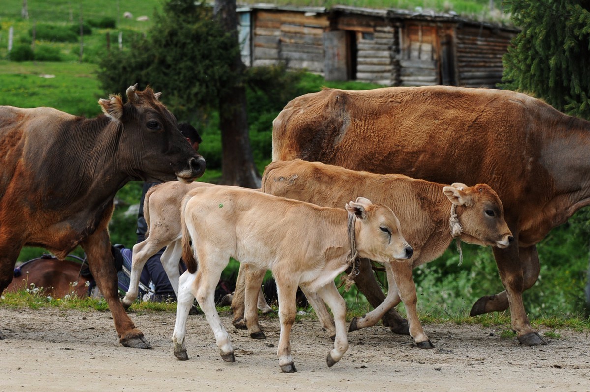草原野餐 偶遇哈萨克转场小骑士