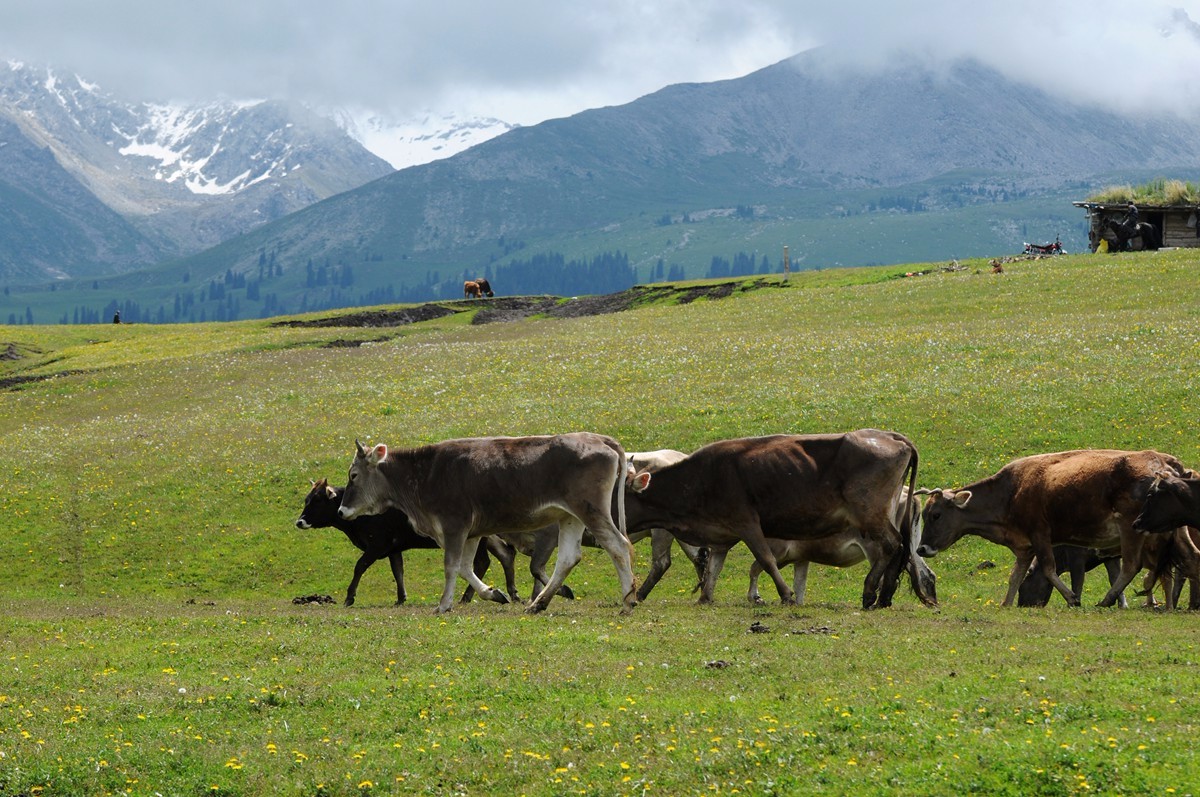 草原野餐 偶遇哈萨克转场小骑士