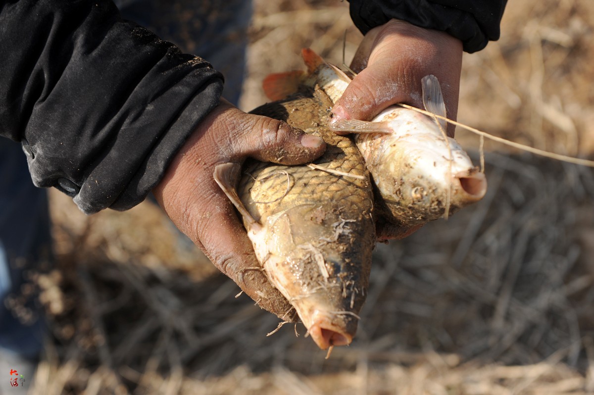 图为一名小伙子手抓两条刚摸上来的黄河鲤鱼.