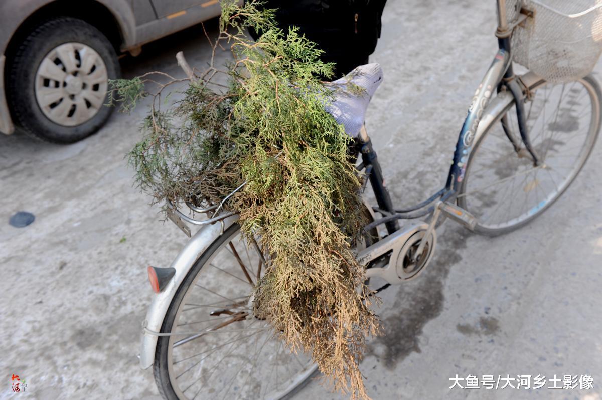 春节临近柏树枝成抢手货, 女子一天挣500元, 用途是这样