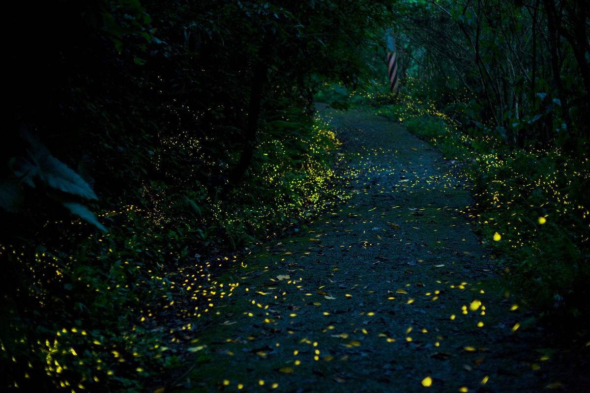 国内最美赏萤火虫地,只有1%的人才知道