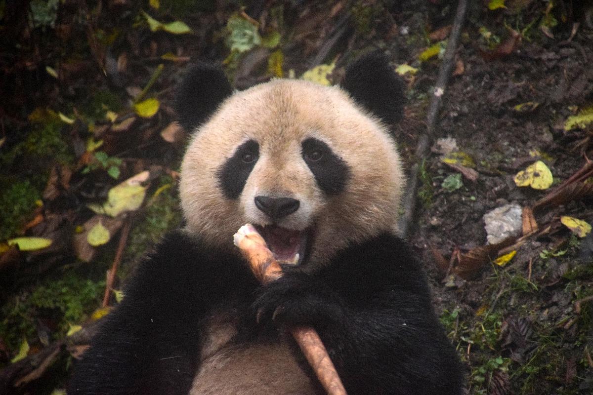 2017年全球"大熊猫十大新闻"新鲜出炉