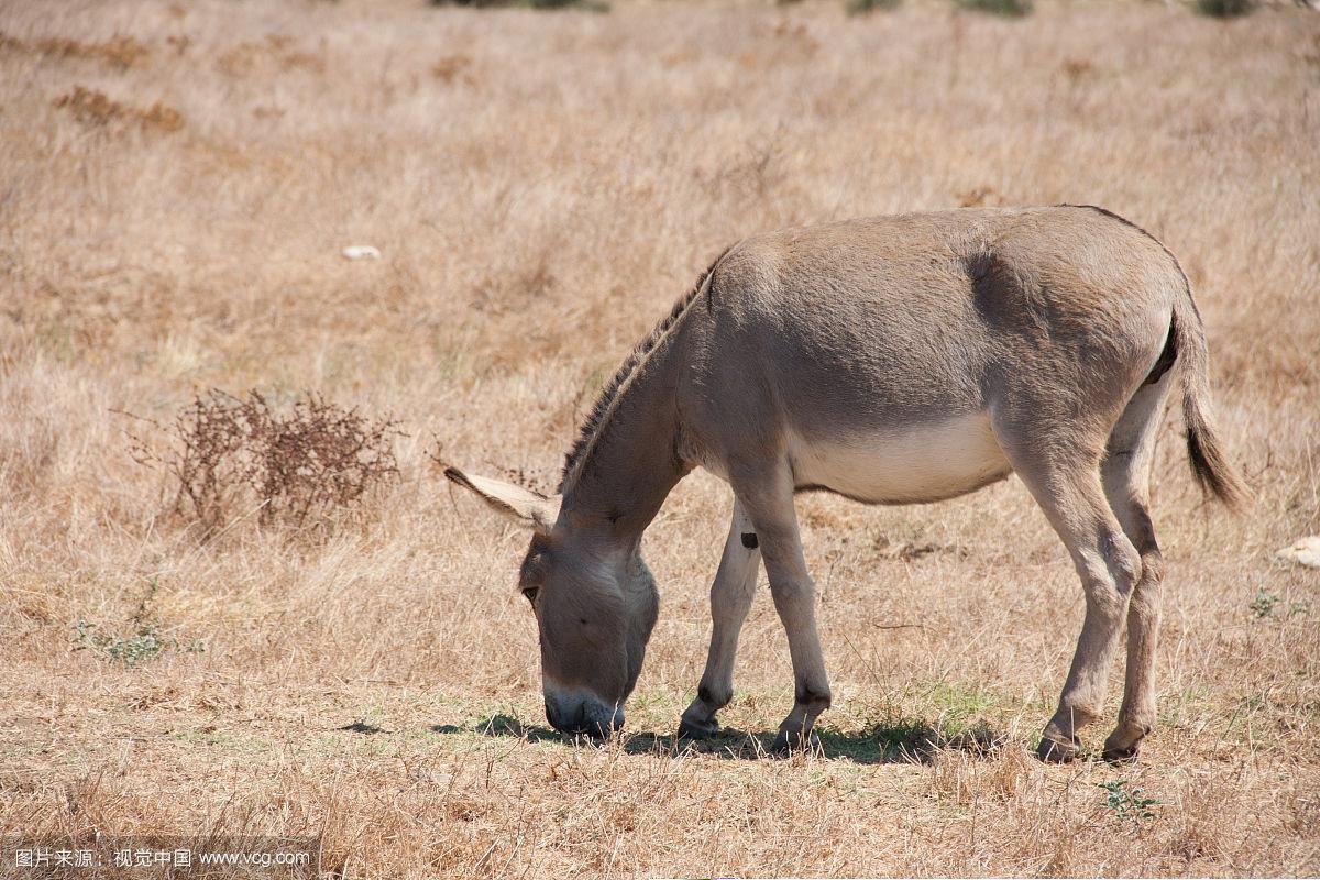 既然骡子有雌雄之分那为什么会没有生育能力