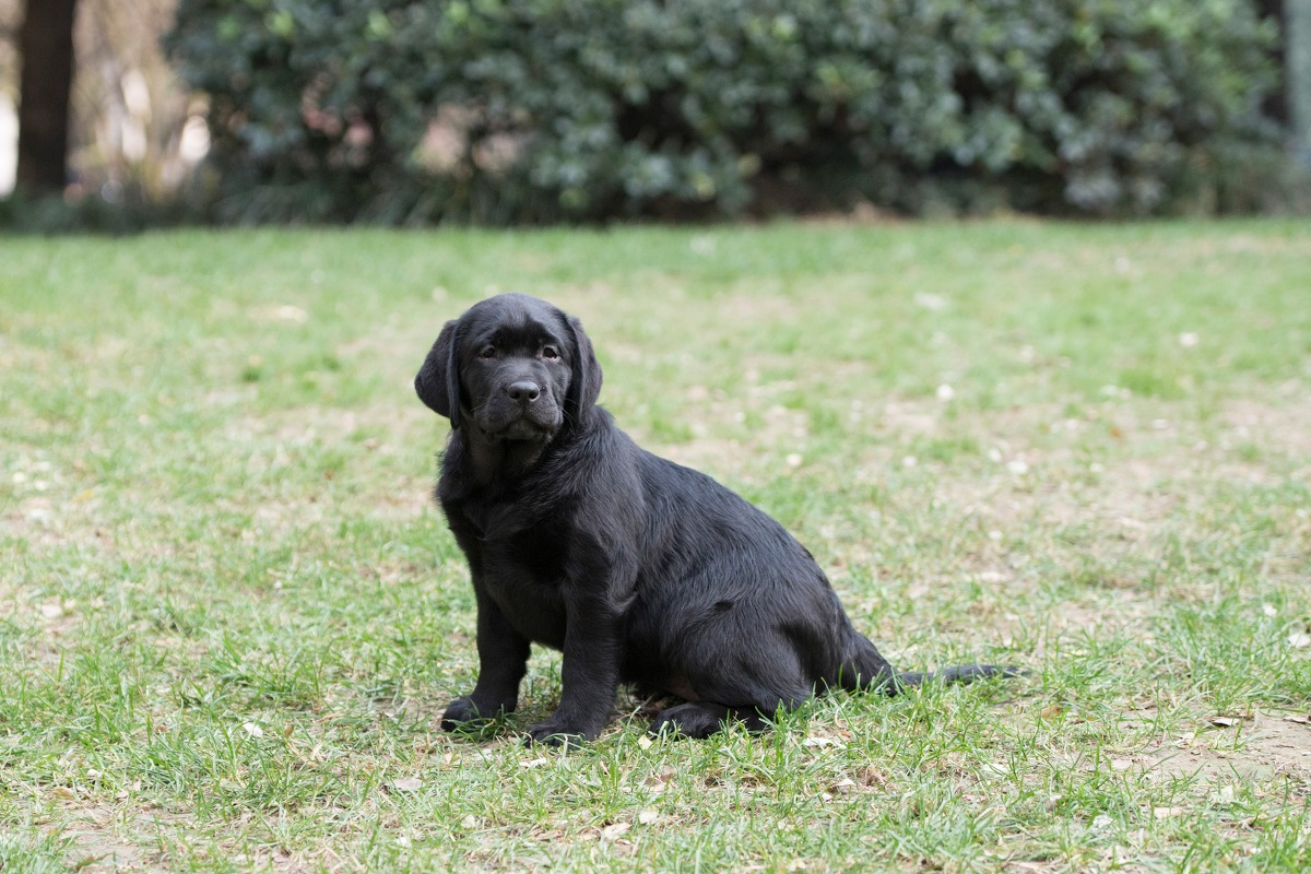 摄影:两个多月的黑拉布拉多 萌萌哒有没有?