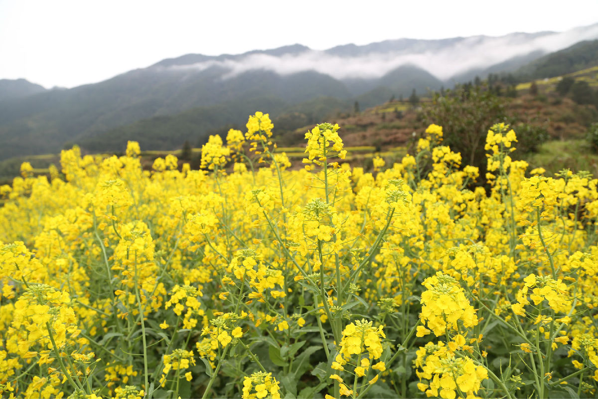 千畝梯田油菜花同時綻放,漫山遍野.