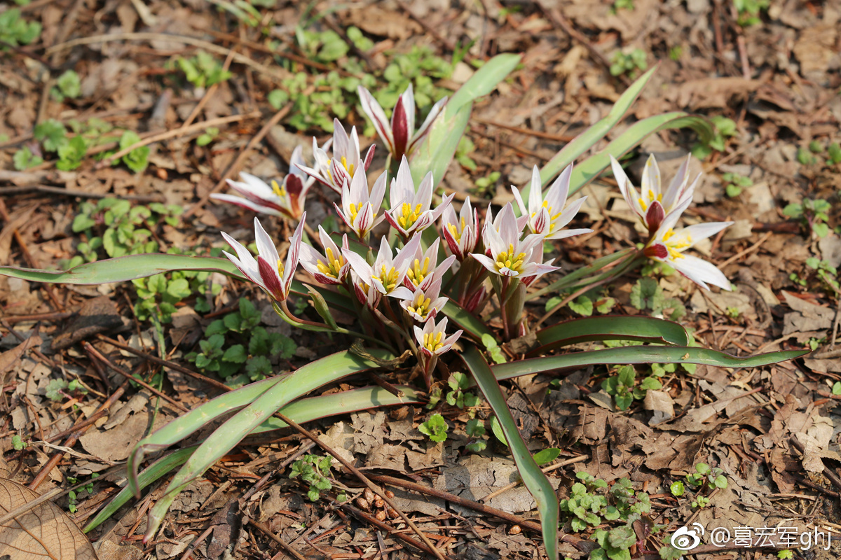 山上的老鸦瓣已经一丛丛开放了据说这是郁金香的原生品种更野性