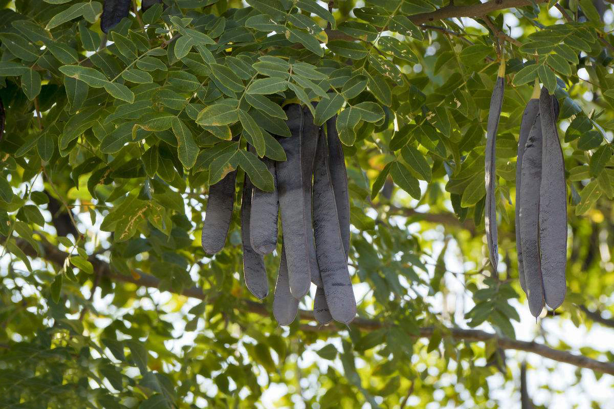 浑身是刺看起来很吓人,但它的刺却能治病|皂角|皂角刺|皂角树_新浪