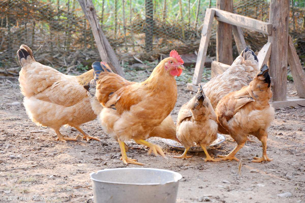 萧山鸡肉质细腻,味美鲜嫩,皮下脂肪厚,在中国八大名鸡中也是数一数二