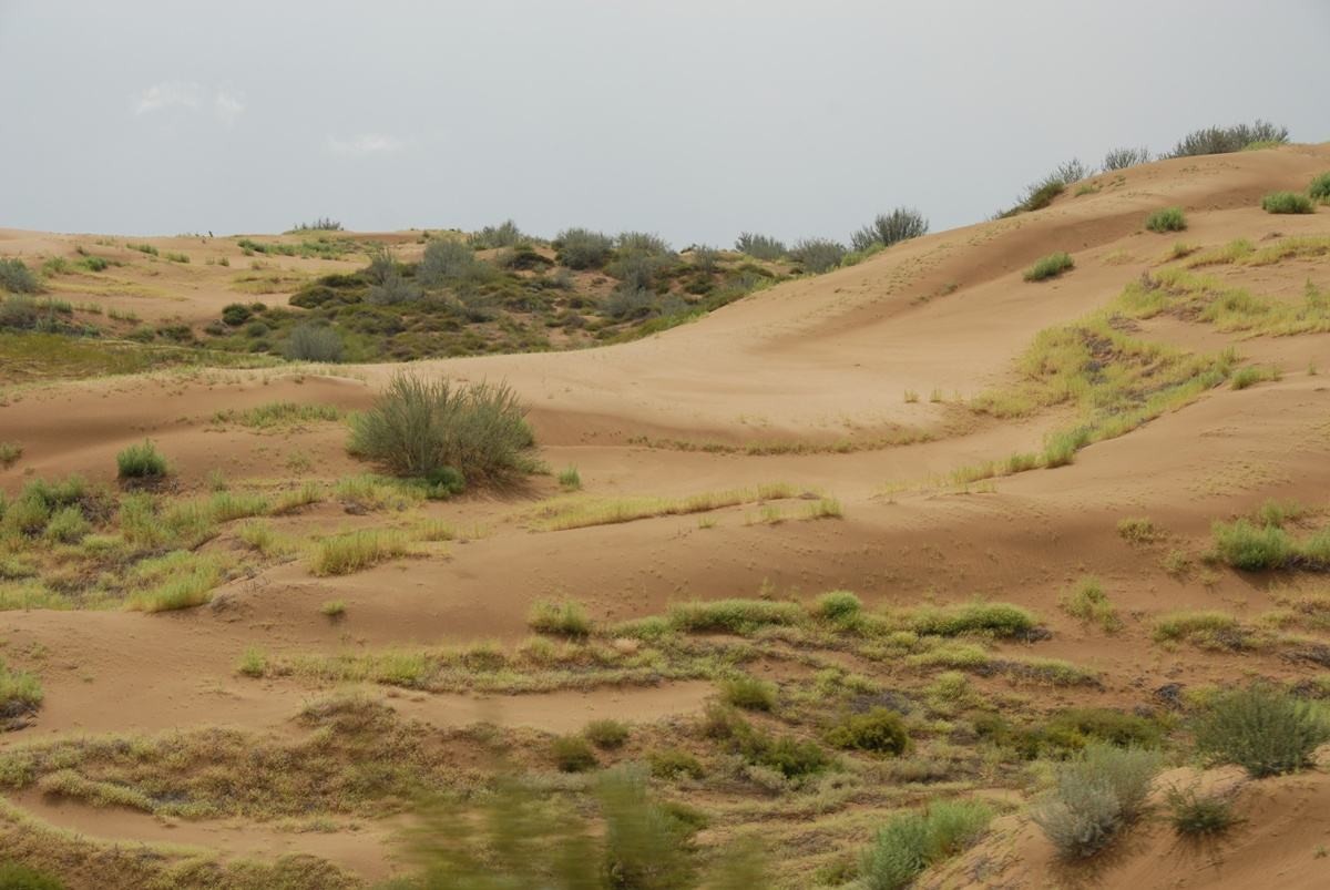 毛乌素大沙漠南缘的林权之争谁之过