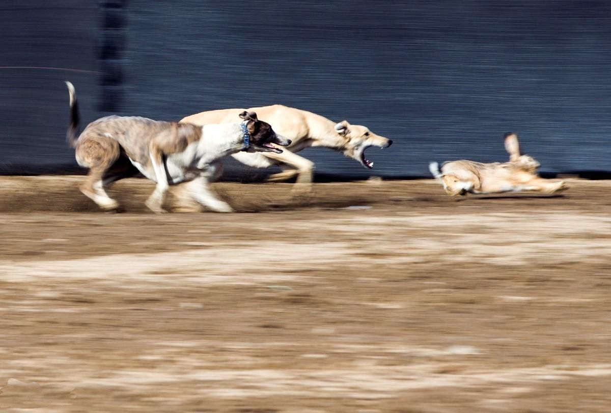 中国本土奔跑速度最快的狗狗不输国外犬种可惜难以正名