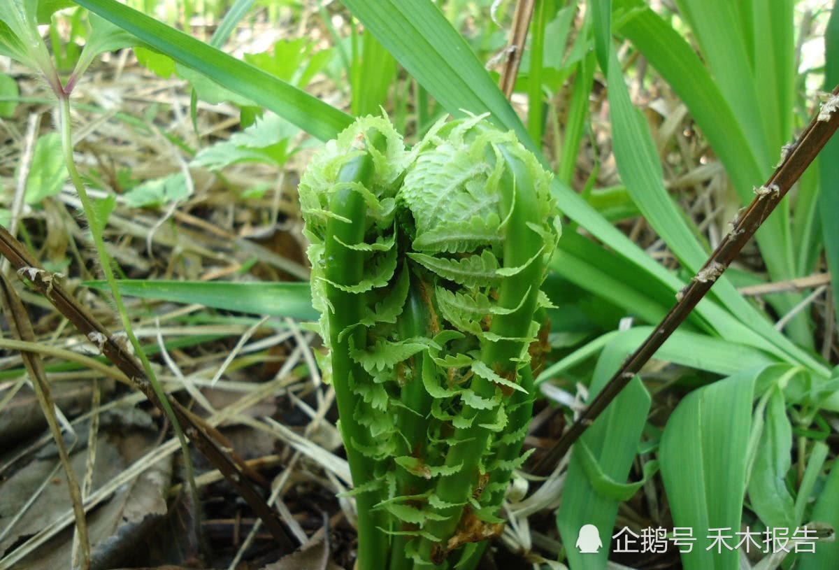 农村山里止血的野草,入口有黄瓜的清香,50元一斤成稀罕物