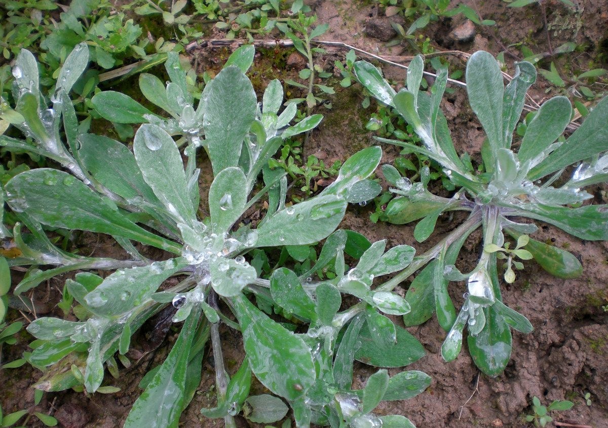 再过半个月,水田里这种野草最嫩,用它做糍粑好吃还"降血压"
