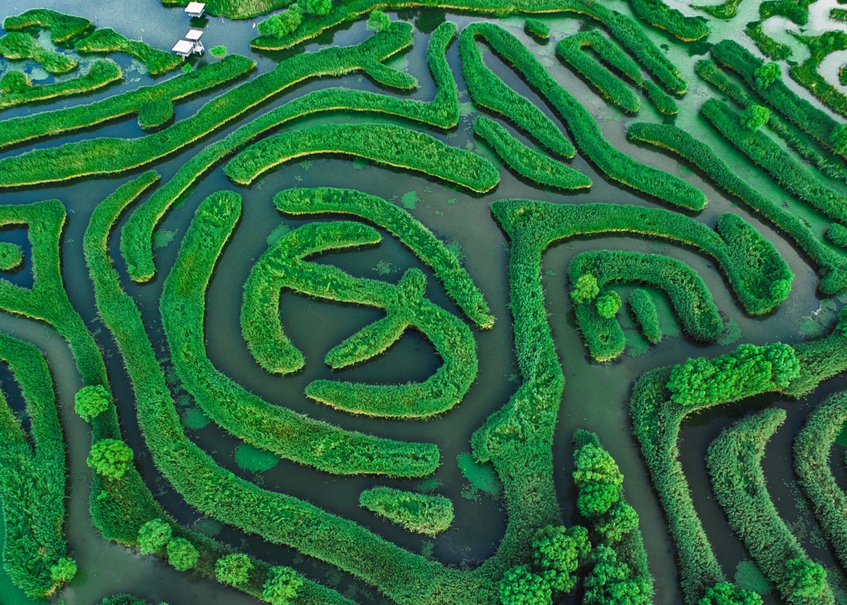 大纵湖芦荡迷宫共有三十三个岔口,六十六条水道.