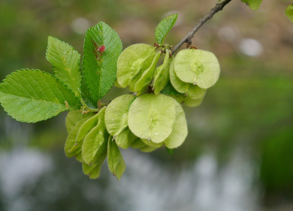 第一种是榆钱,它是榆树的果实,很多人小时候都吃过.