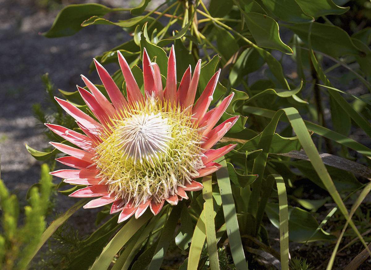 国王海神花又名帝王花,有着如此霸气名字的国王海神花是南非的国花.