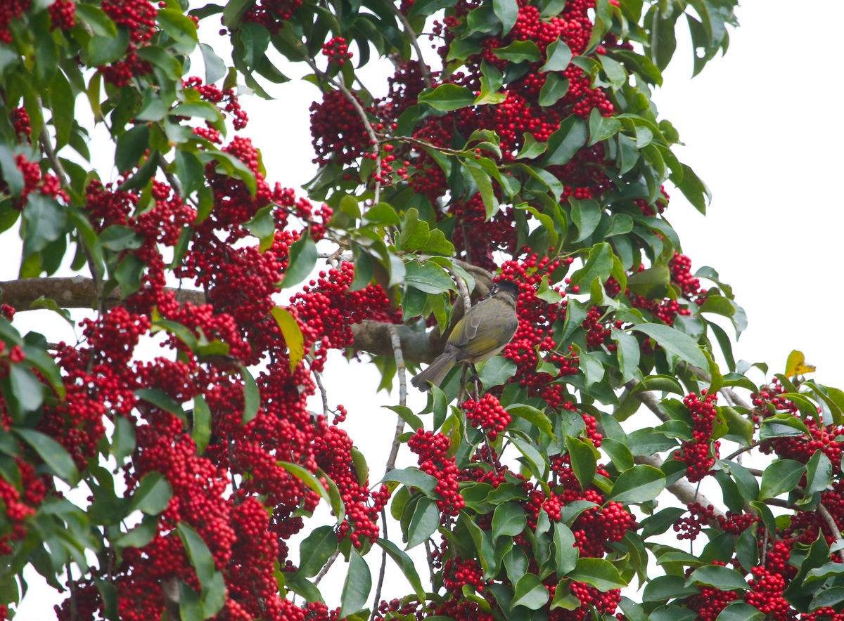 农村一种红色小野果,民间称之为"五脏果",是养五脏的良药