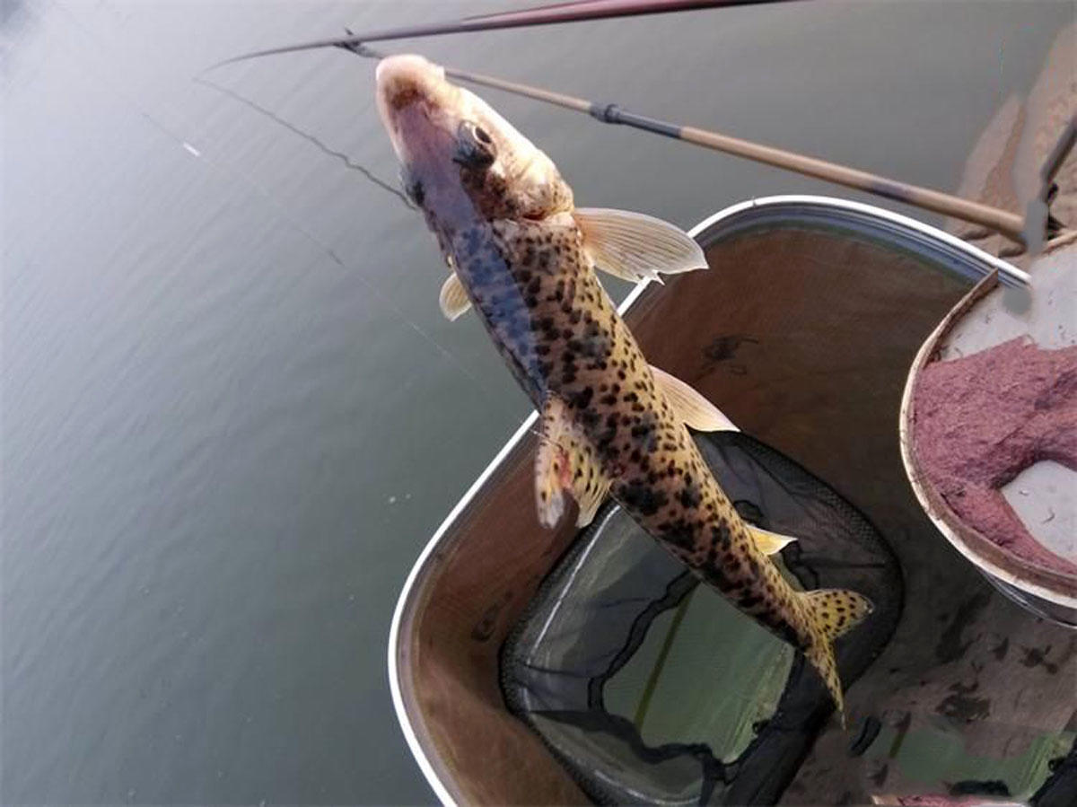 松花江里名贵鱼种,在重庆被叫做"花参"每年冬天是垂钓的好时机