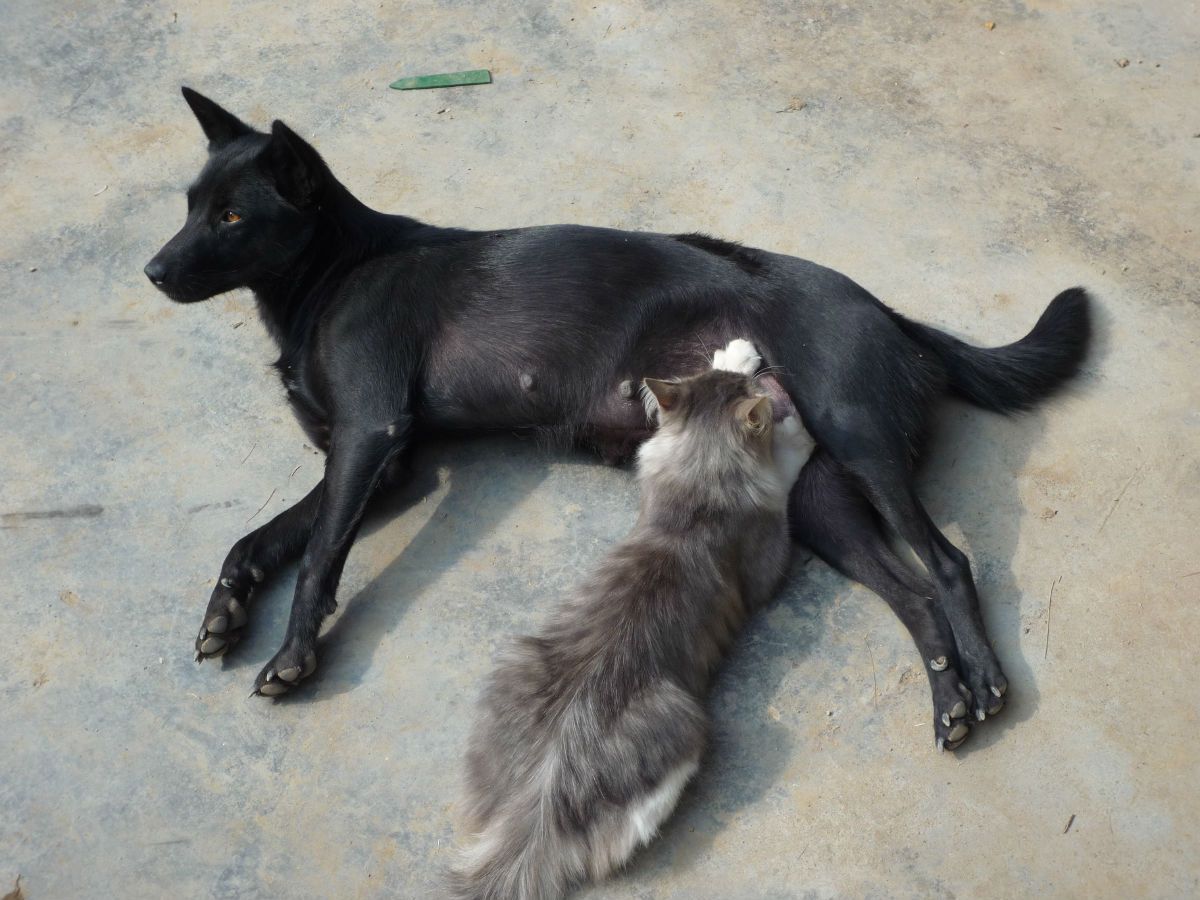 黑猫喝大黑狗的;黄猫喝大黄狗的;如果是小猫一时得不到母乳,来喝狗狗