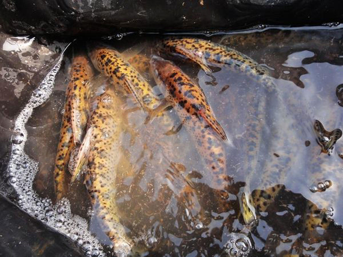 松花江里名贵鱼种,在重庆被叫做"花参"每年冬天是垂钓的好时机