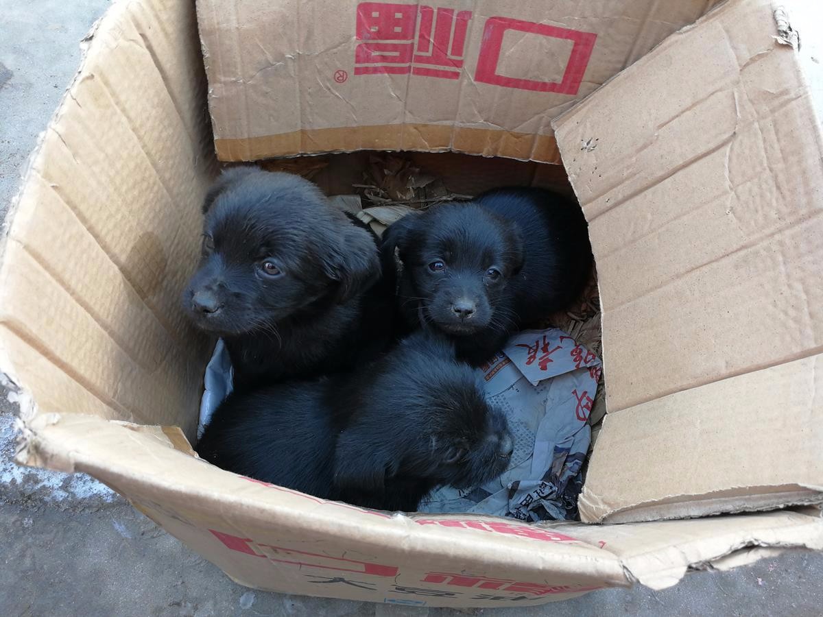 农村大集上，三只纯黑色的小土狗惹人爱，50元一只，你喜欢吗_新浪新闻