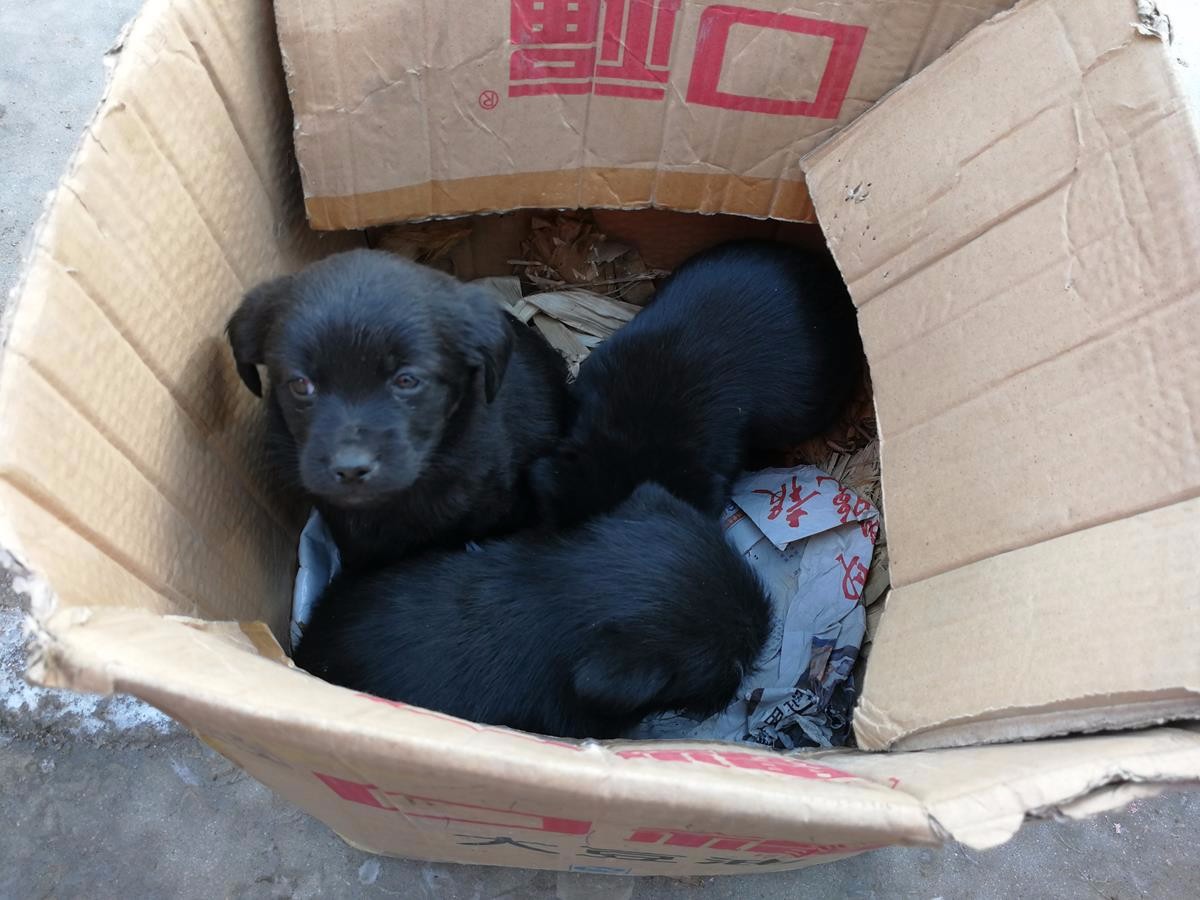 农村大集上三只纯黑色的小土狗惹人爱50元一只你喜欢吗