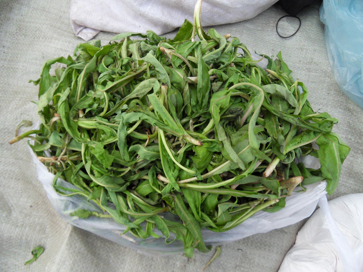 苦苦菜别名:苦苣菜,取麻菜,苣荬菜,麻苣苣.