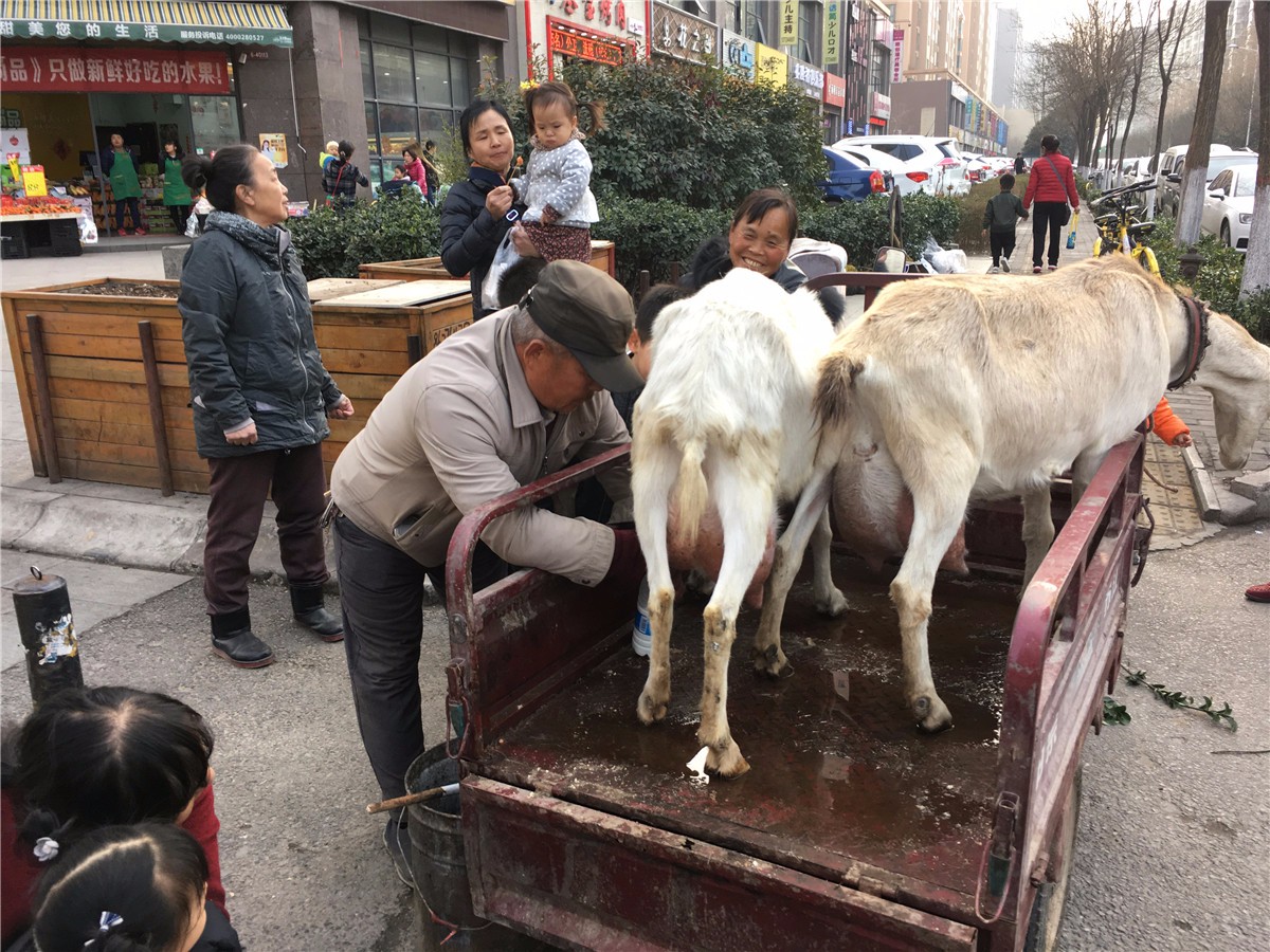 拉羊进城卖鲜奶10元1斤喝羊奶的7大好处你知道几个
