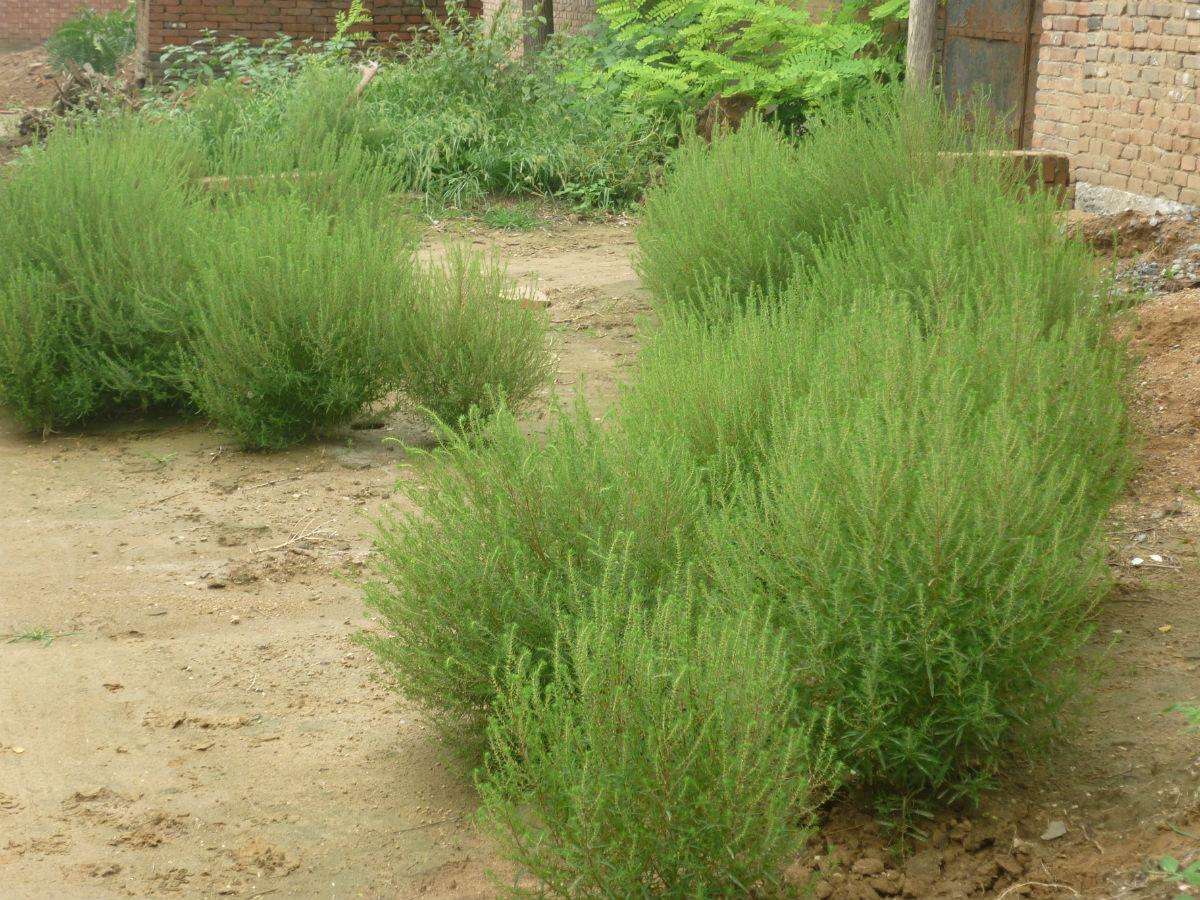 农村这4种救命野草用对了有奇效最后一种很奇葩